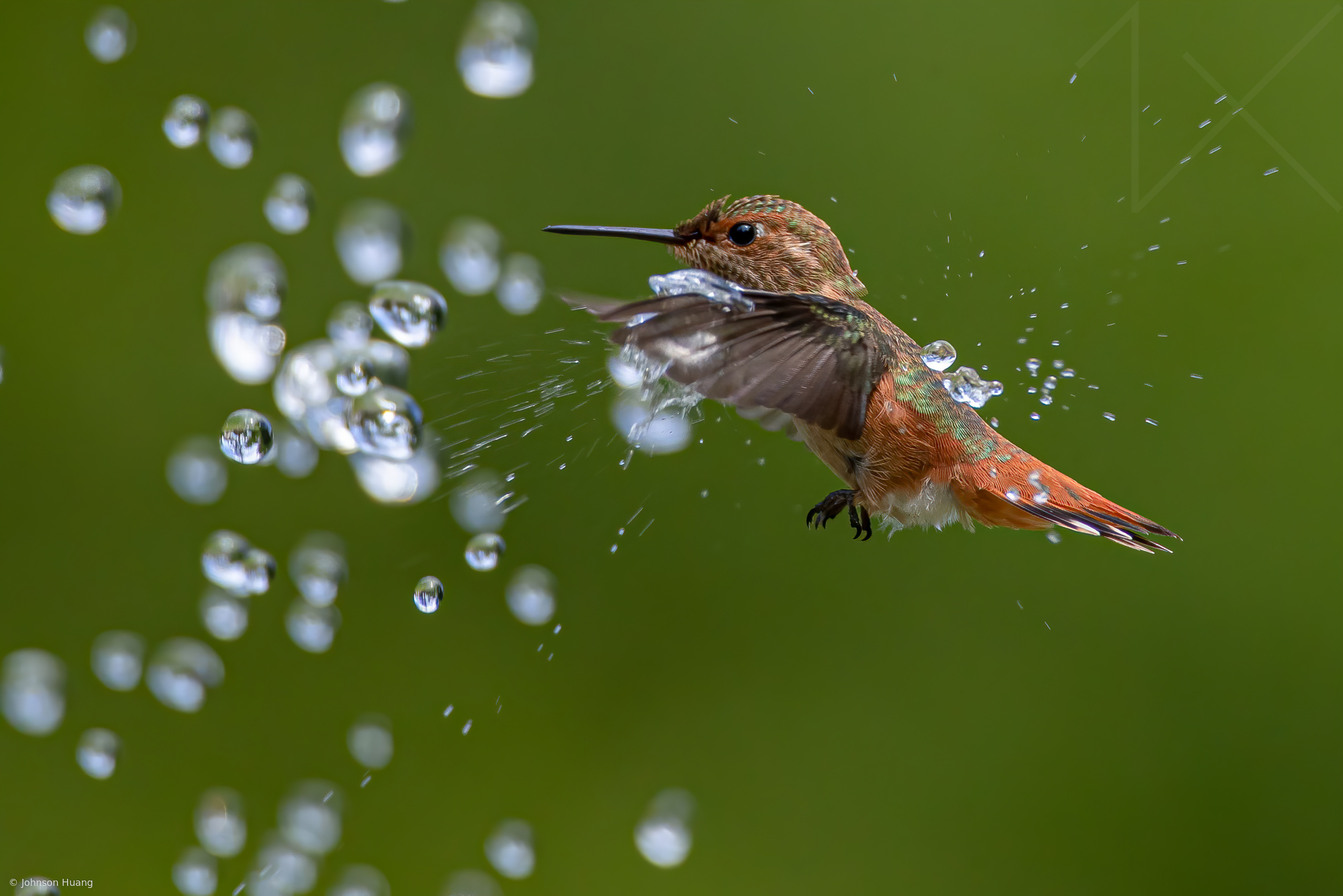 Hummingbird playing water