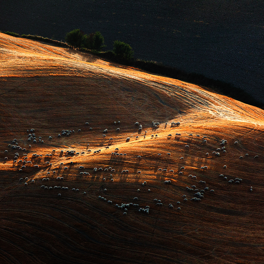 Golden Hills Sheep by Massimo Della Latta — canvas wall art