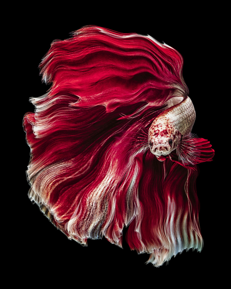 Vibrant Red Betta Fish by Andi Halil — canvas wall art