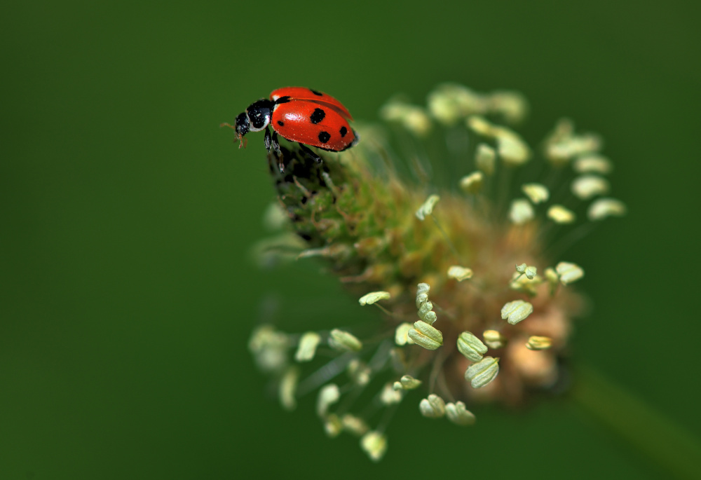 Vibrant Ladybug Close-up by Zhaonian Zhou — canvas wall art