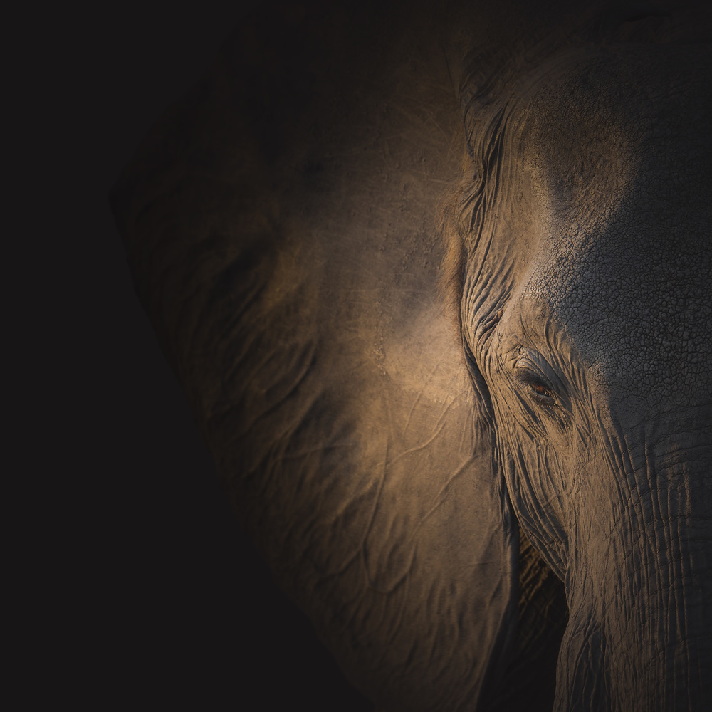 Soulful Elephant Eye by Louise Wolbers — canvas wall art