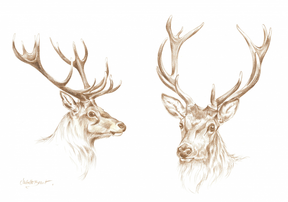 Majestic Stag Drawing by Isabelle Brent — canvas wall art