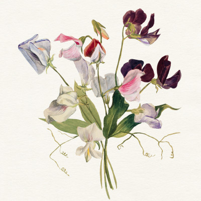 Sweet Pea Bouquet