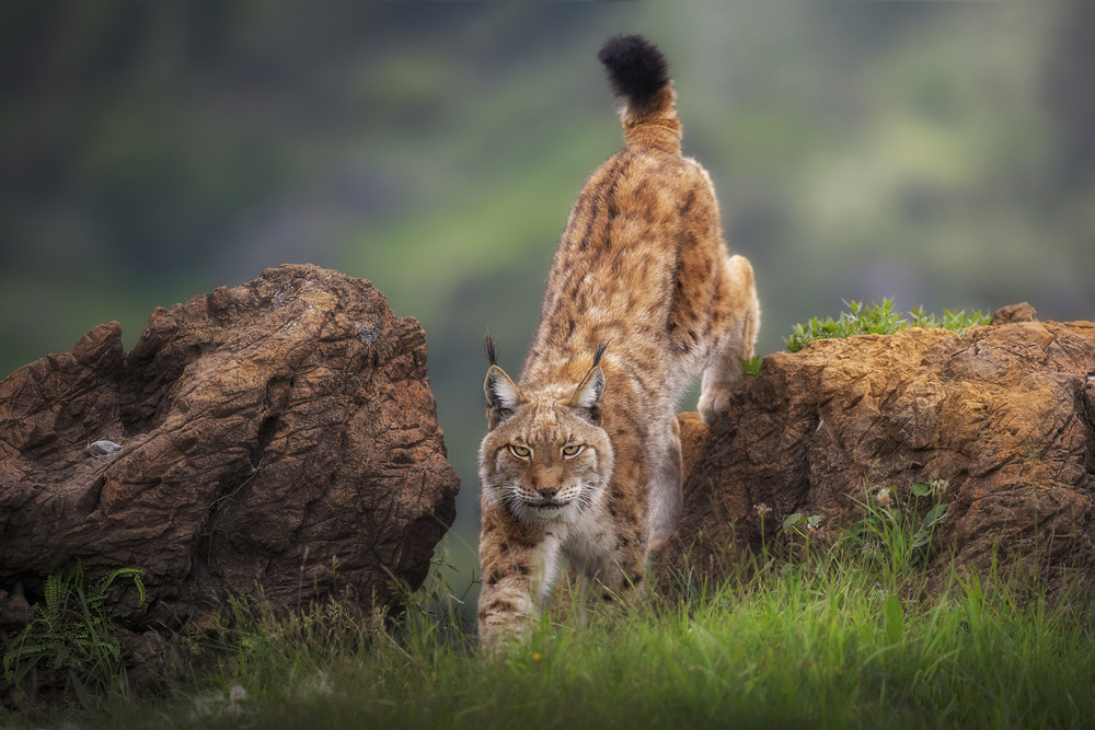 Wild Lynx Climb by Sergio Saavedra Ruiz — canvas wall art
