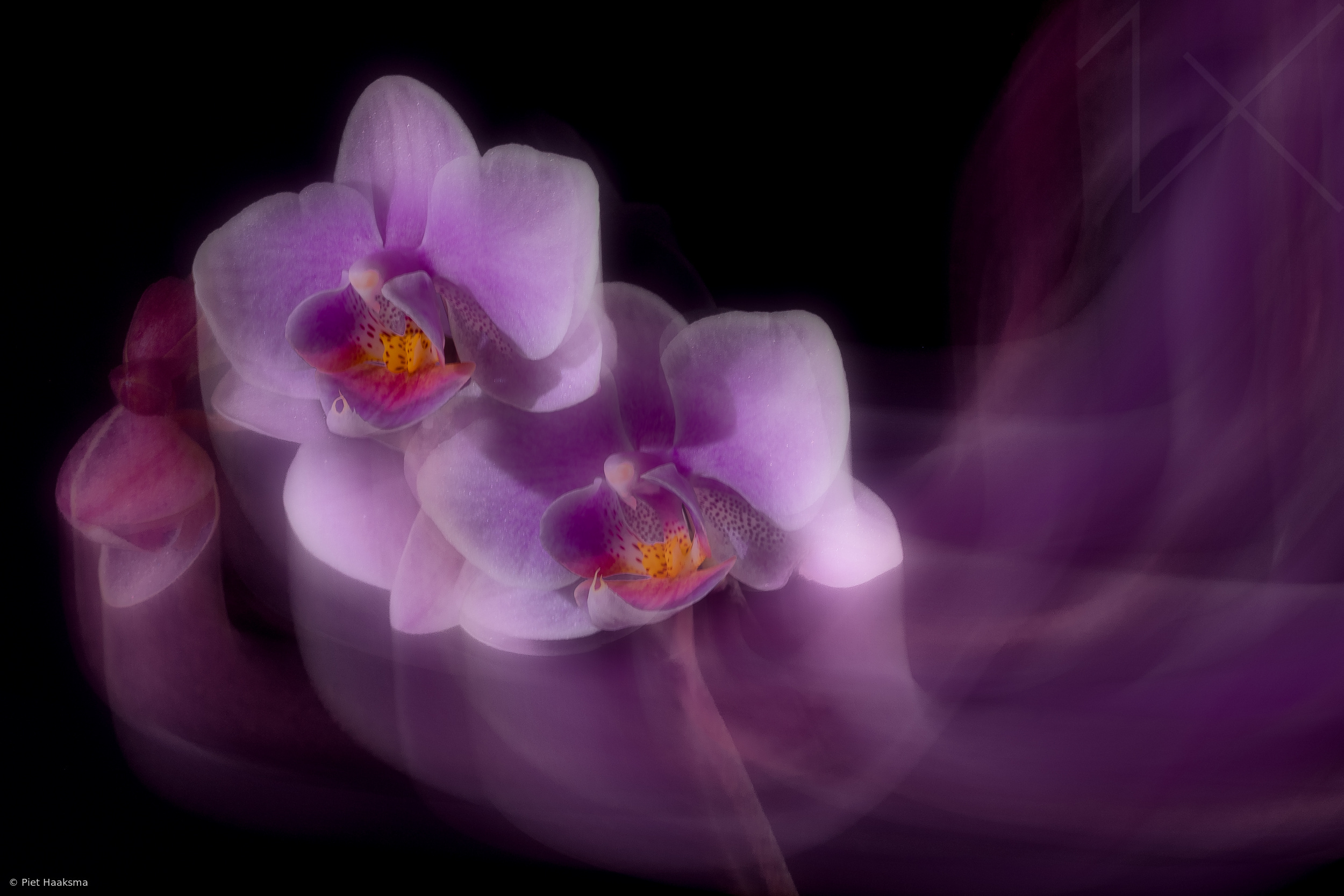 The beauty of orchids