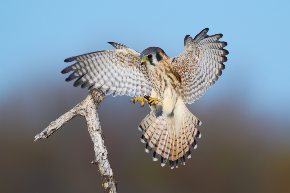 American Kestrel Landing by Johnny Chen — canvas wall art
