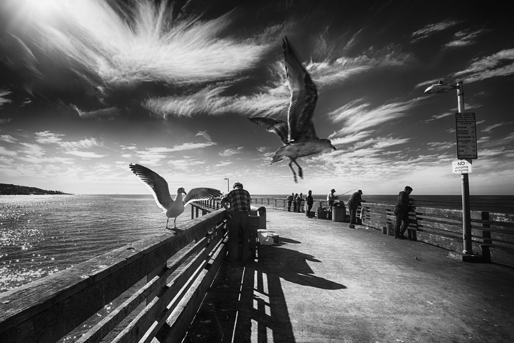 Ocean Pier Seagulls by Mark Yugawa — canvas wall art