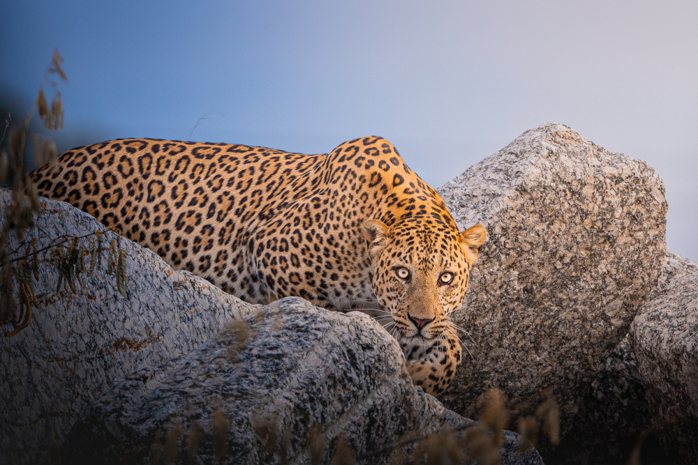 Watchful Leopard Gaze by Abhinav Sharma — canvas wall art