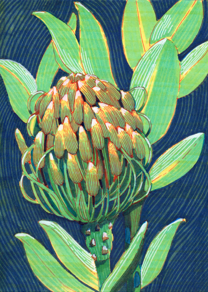 Vibrant Protea Flower by Katie O'Shea — canvas wall art