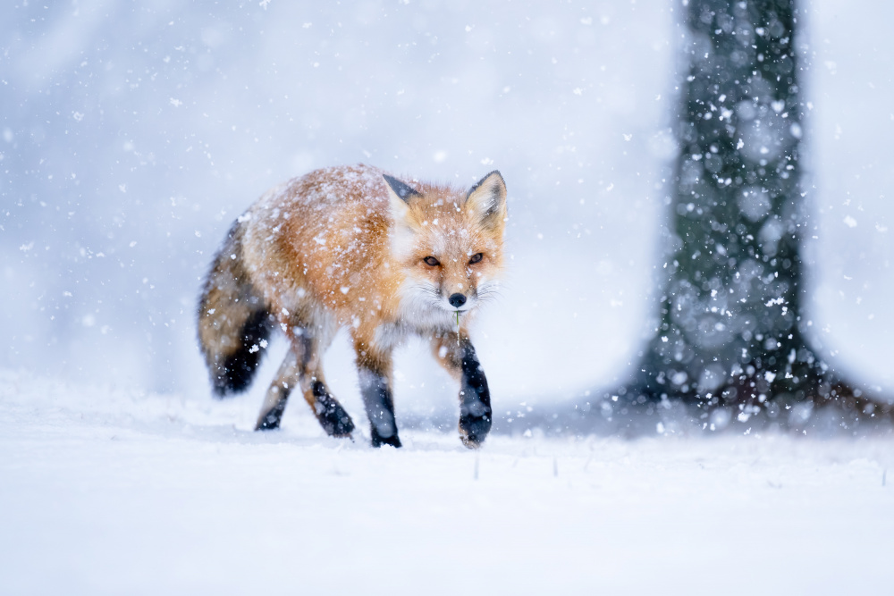 Winter Fox in Snow by Johnny Chen — canvas wall art