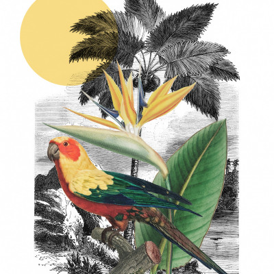A Tropical Collage