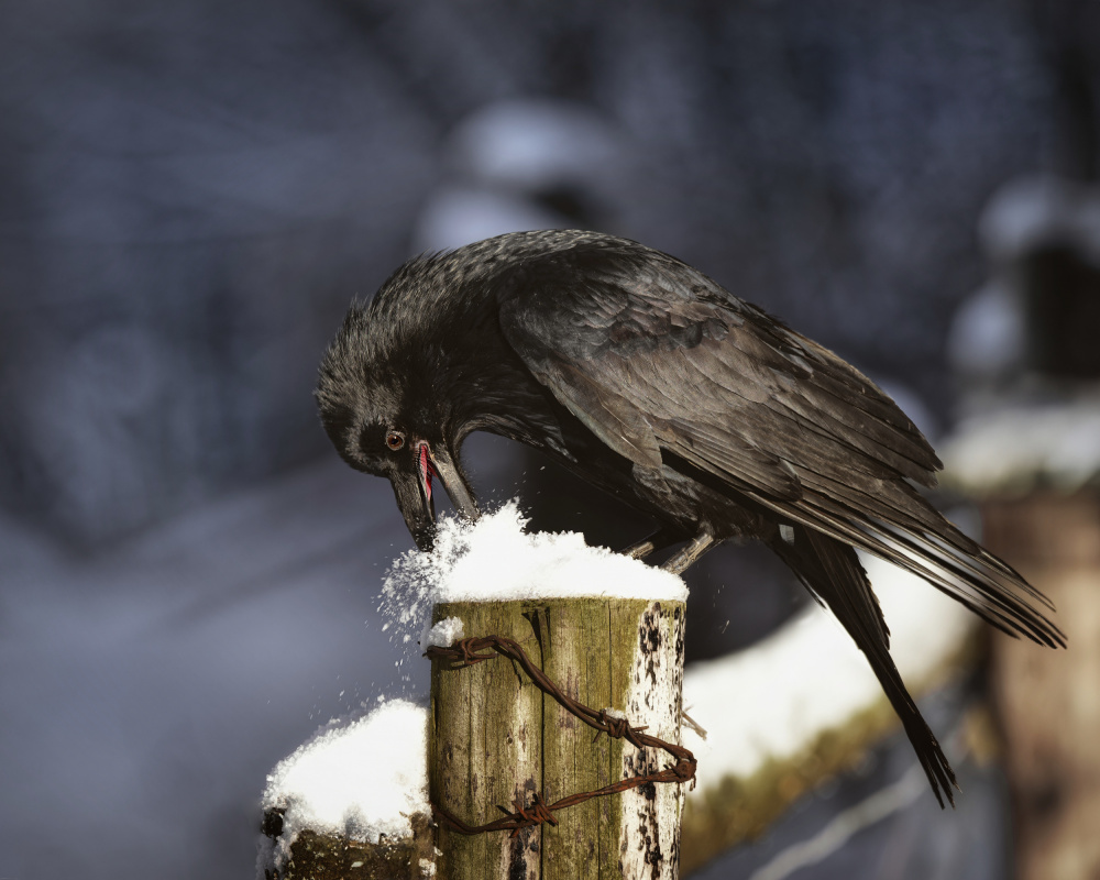 Crow in Fresh Snow by Michaela Firešová — canvas wall art