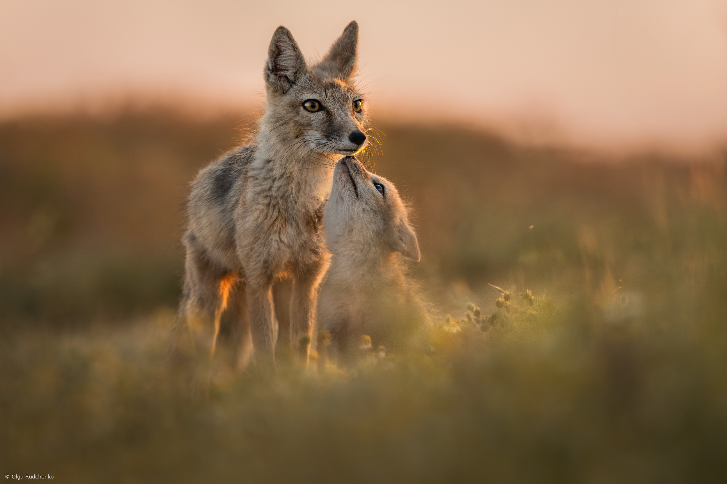 When the grass touched the sky