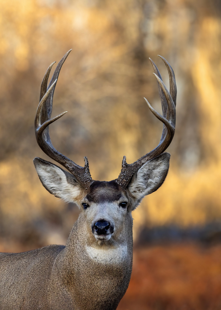 Majestic Mule Deer by verdon — canvas wall art