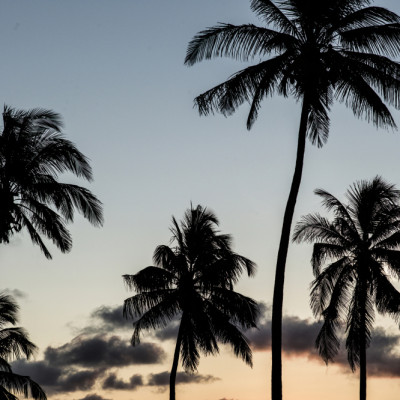 Silhouetted Palm Trees