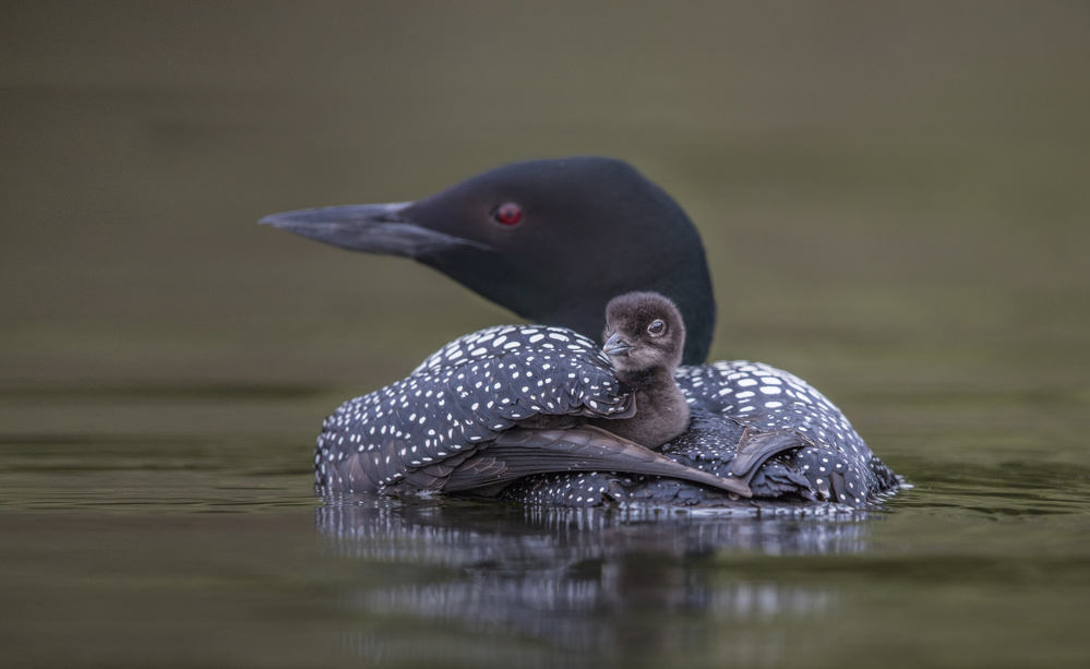 Loon Chick On Back by Greg Barsh — canvas wall art