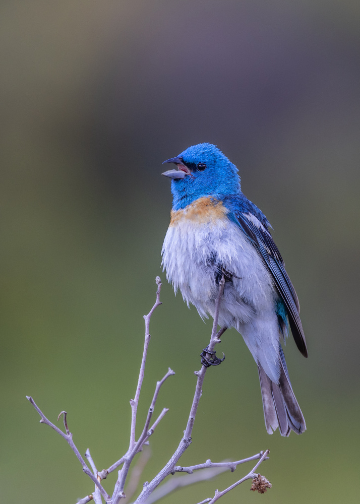 Vibrant Blue Songbird by verdon — canvas wall art