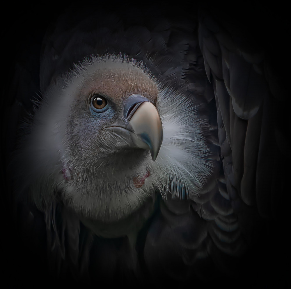 Intense Vulture Gaze by Natascha Worseling — canvas wall art