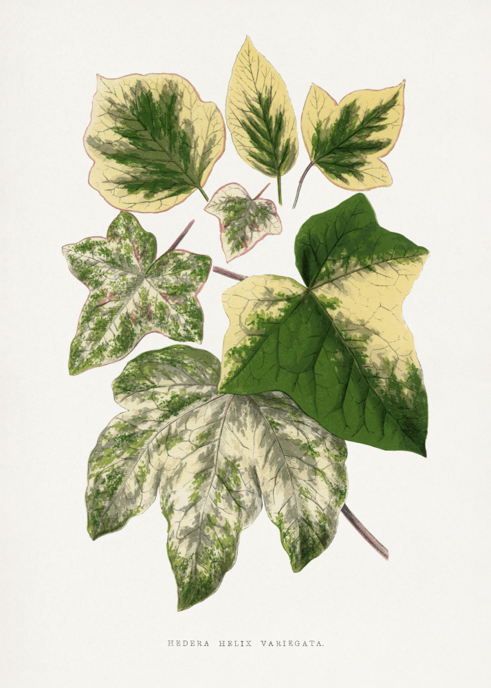 Green Leaf Illustration by Les Plantes a Feuillage Colore — canvas wall art