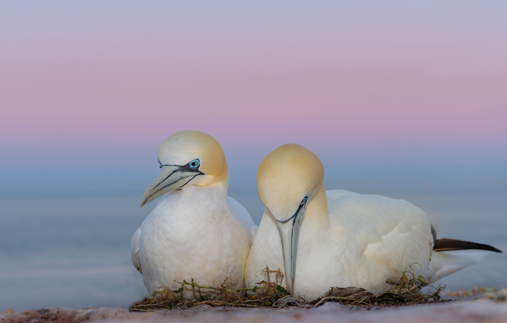 Gannet Pair At Dawn by Ann Cornelis — canvas wall art