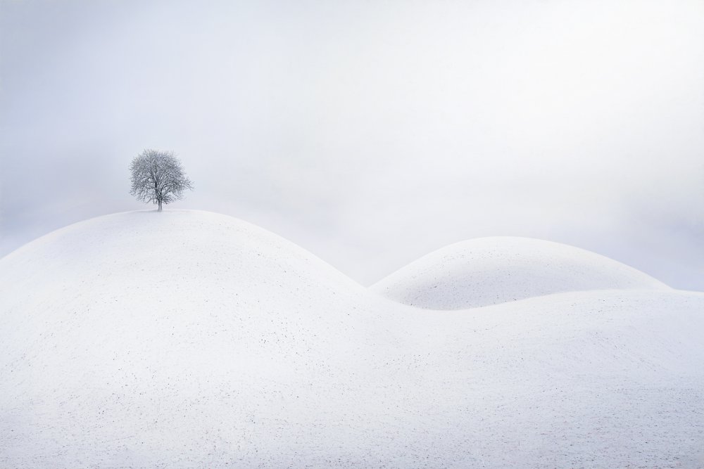 Solitary Winter Tree by Todor Tanev — canvas wall art