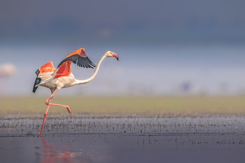 Elegant Flamingo Takeoff by Rahul Wedpathak — canvas wall art