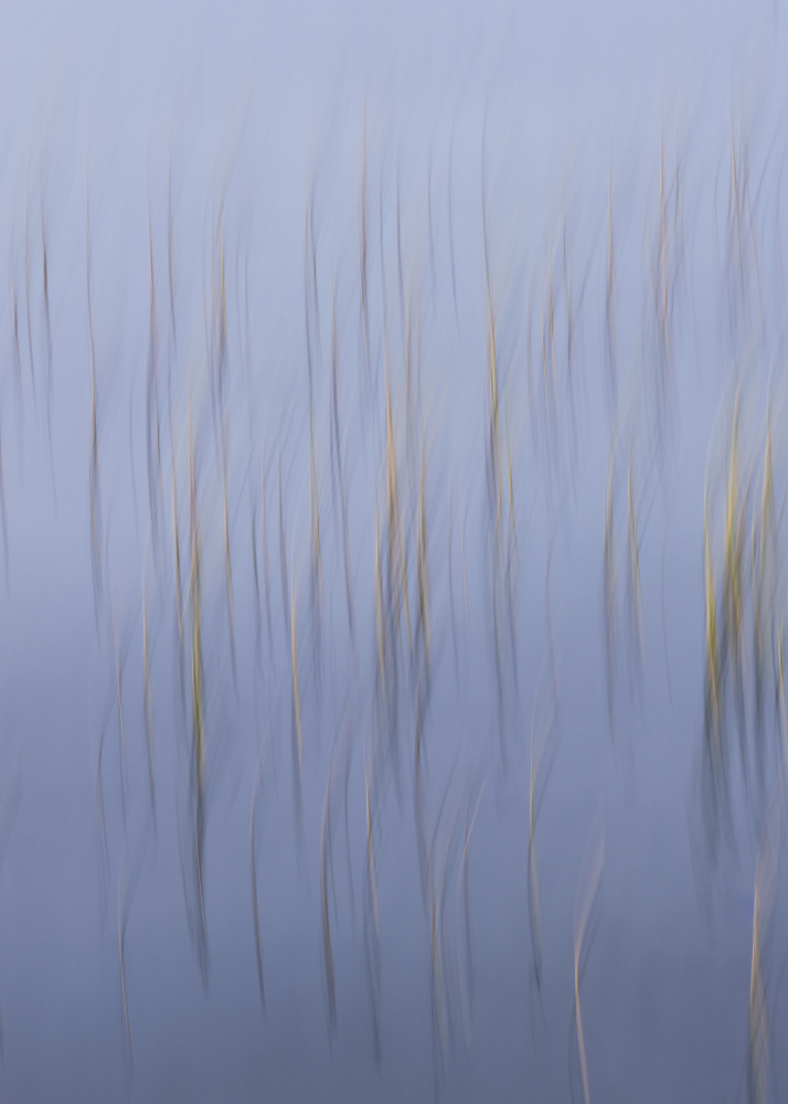 Dreamy Pastel Reeds by Hamed Bank — canvas wall art