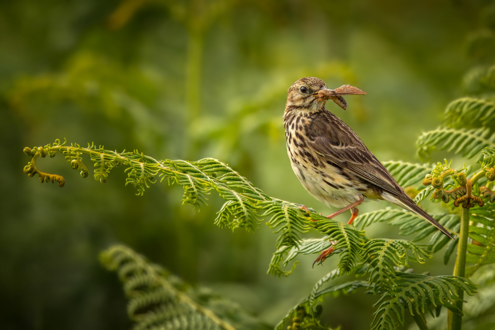Forest Bird Feeding by Kieran O Mahony AIPF — canvas wall art