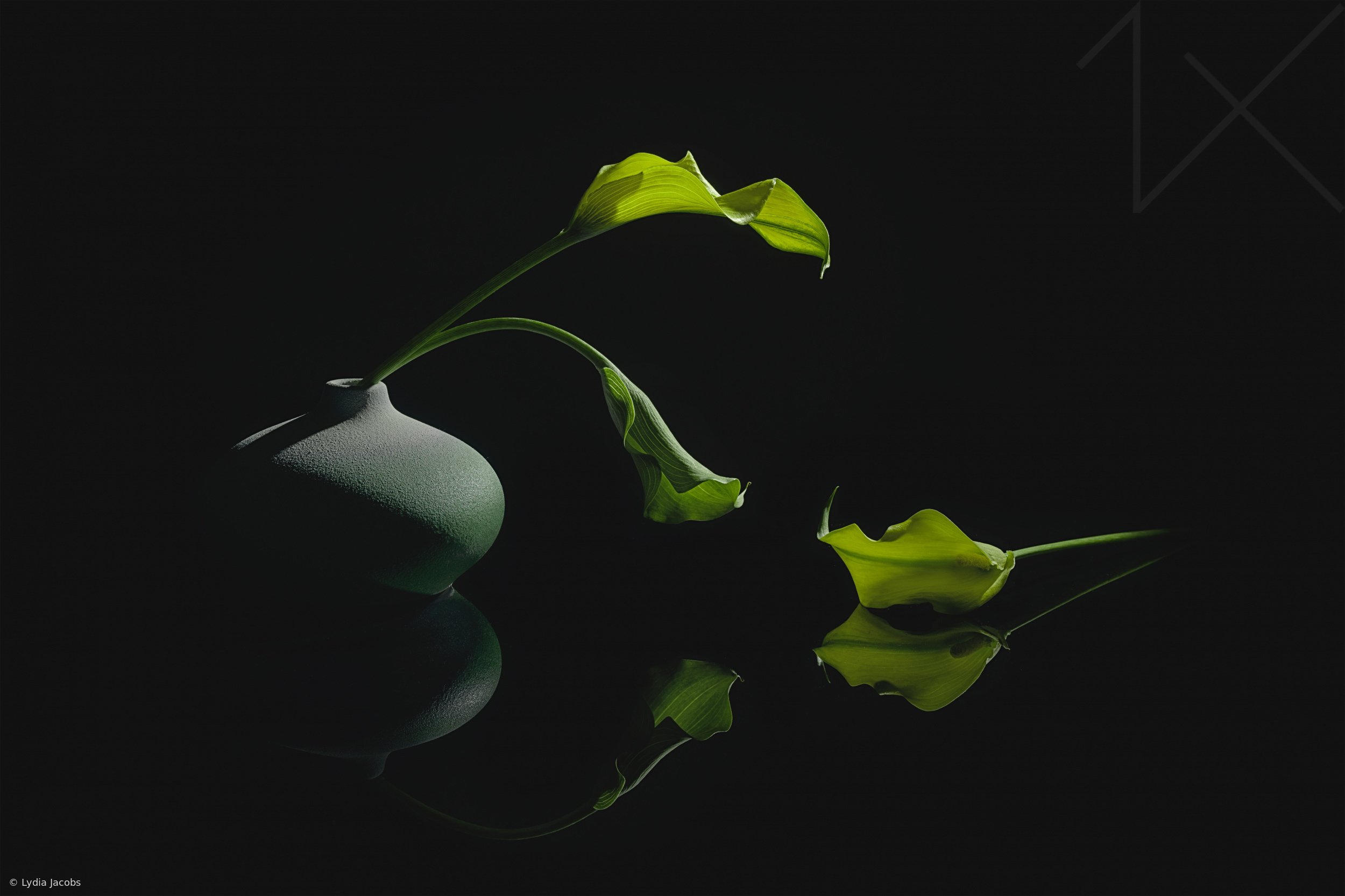 Three Calla Lilies