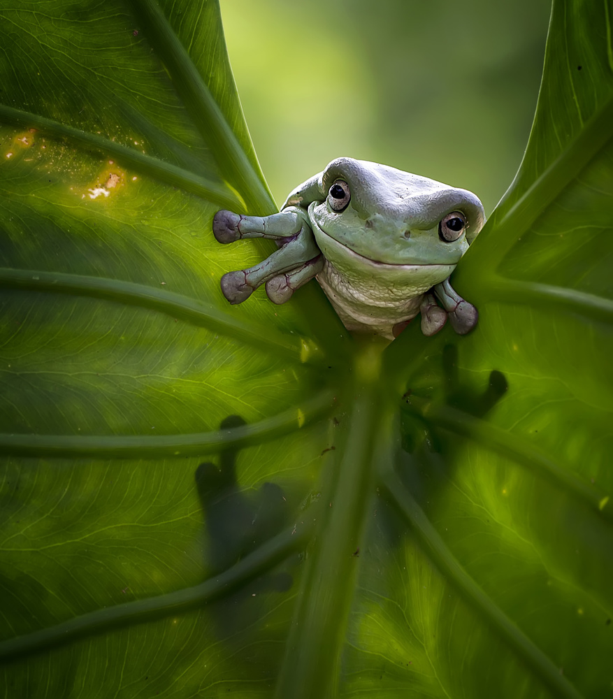 Happy Green Treefrog by Fauzan Maududdin — canvas wall art