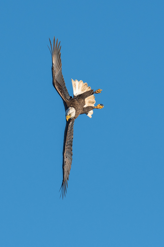 Diving Bald Eagle by C. Mei — canvas wall art