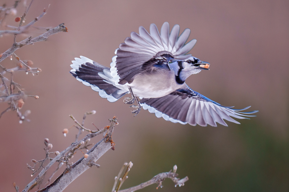 Vibrant Blue Jay Flight by Serena Duan — canvas wall art