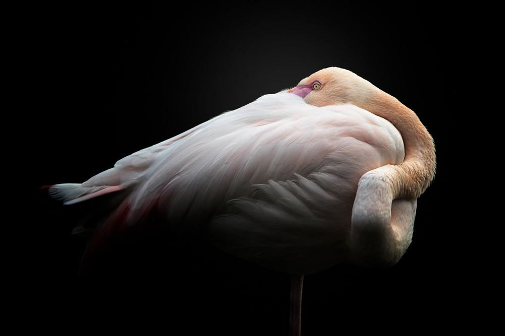 Serene Flamingo Portrait by fegari — canvas wall art