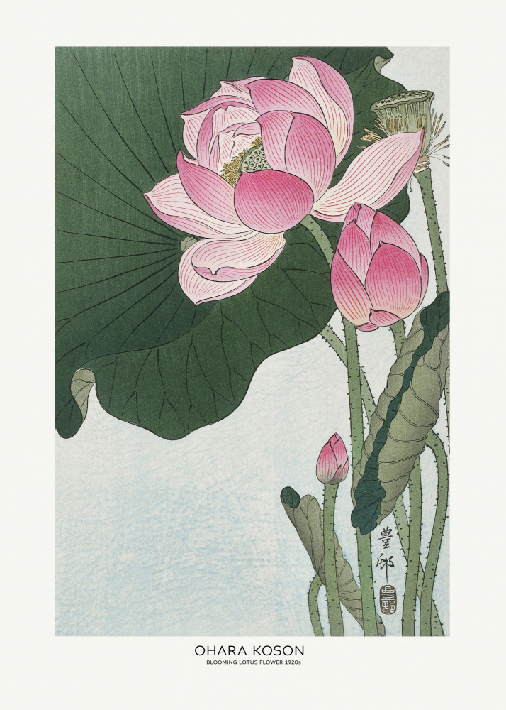Blooming Lotus Flowers by Ohara Koson — canvas wall art