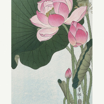 Blooming Lotus Flowers