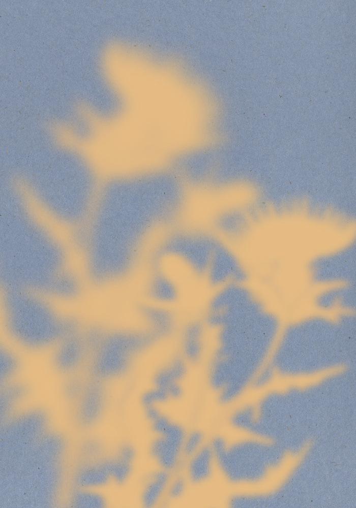Soft Floral Shadows by THE MIUUS STUDIO — canvas wall art