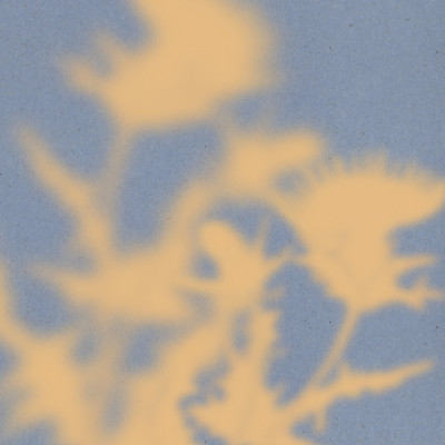 Soft Floral Shadows