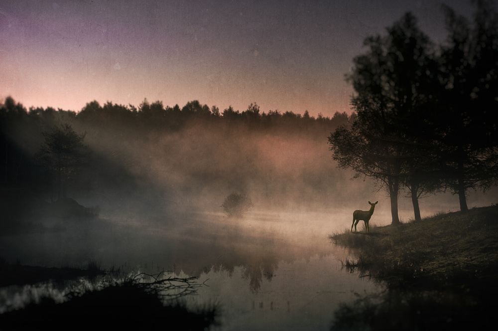 Misty Morning Deer by Wim Schuurmans — canvas wall art
