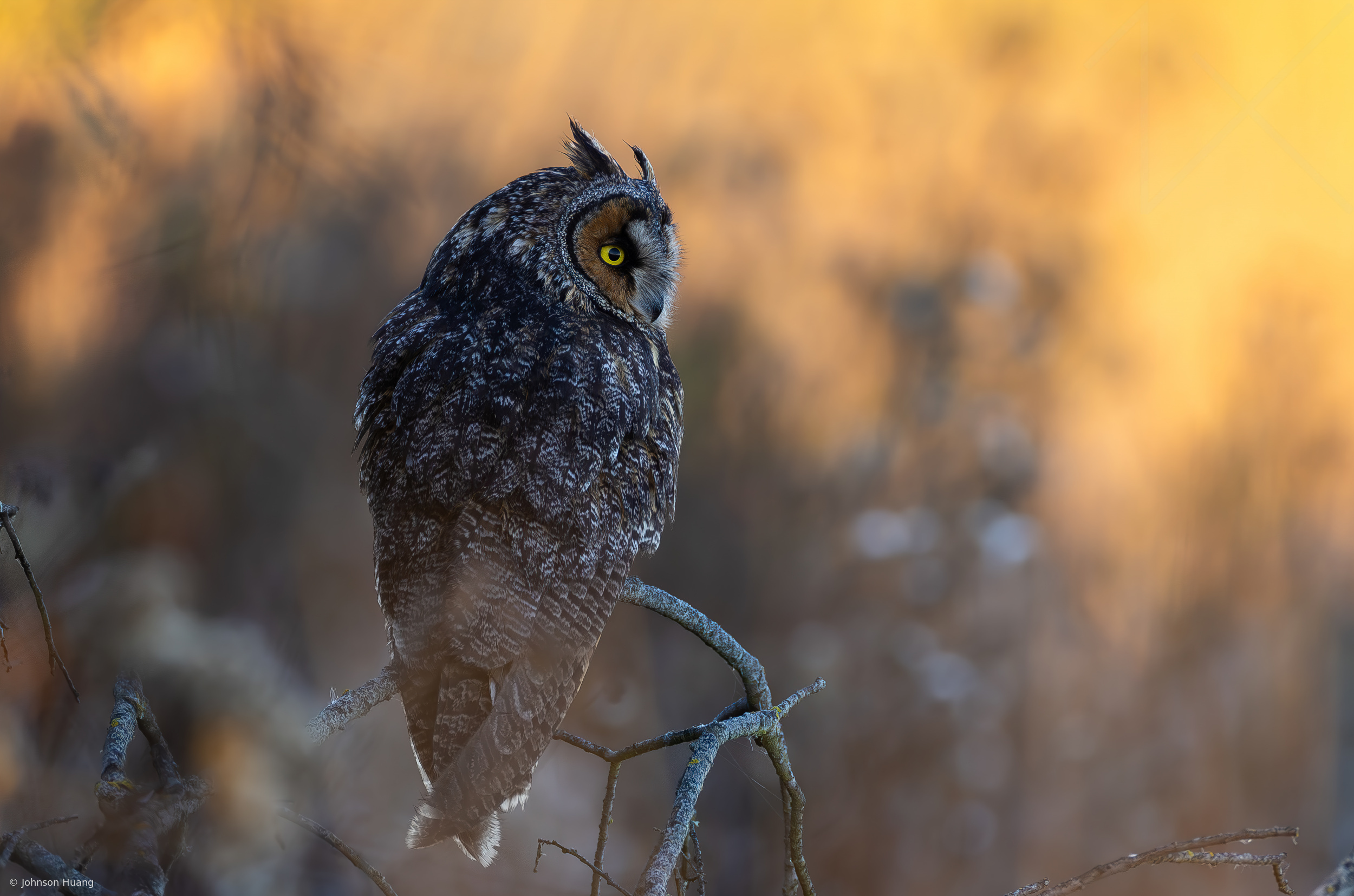 Long eared owl