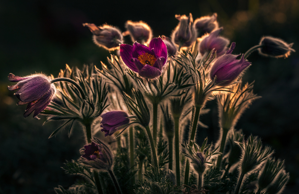 Golden Hour Pasque Blooms by Petra Dvorak — canvas wall art