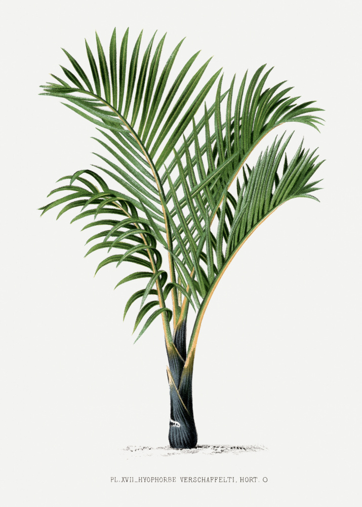 Xvii Hyophorbe V by Les Palmiers Histoire Iconographique — canvas wall art