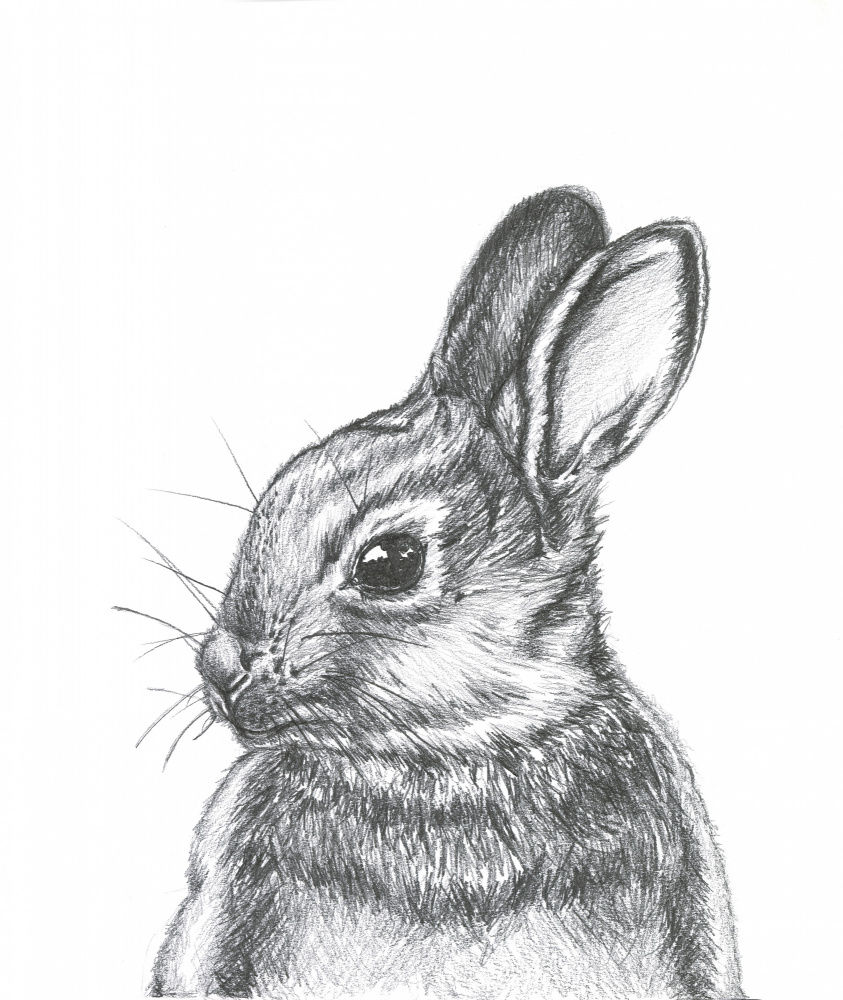 Curious Wild Bunny by Lor Muller — canvas wall art