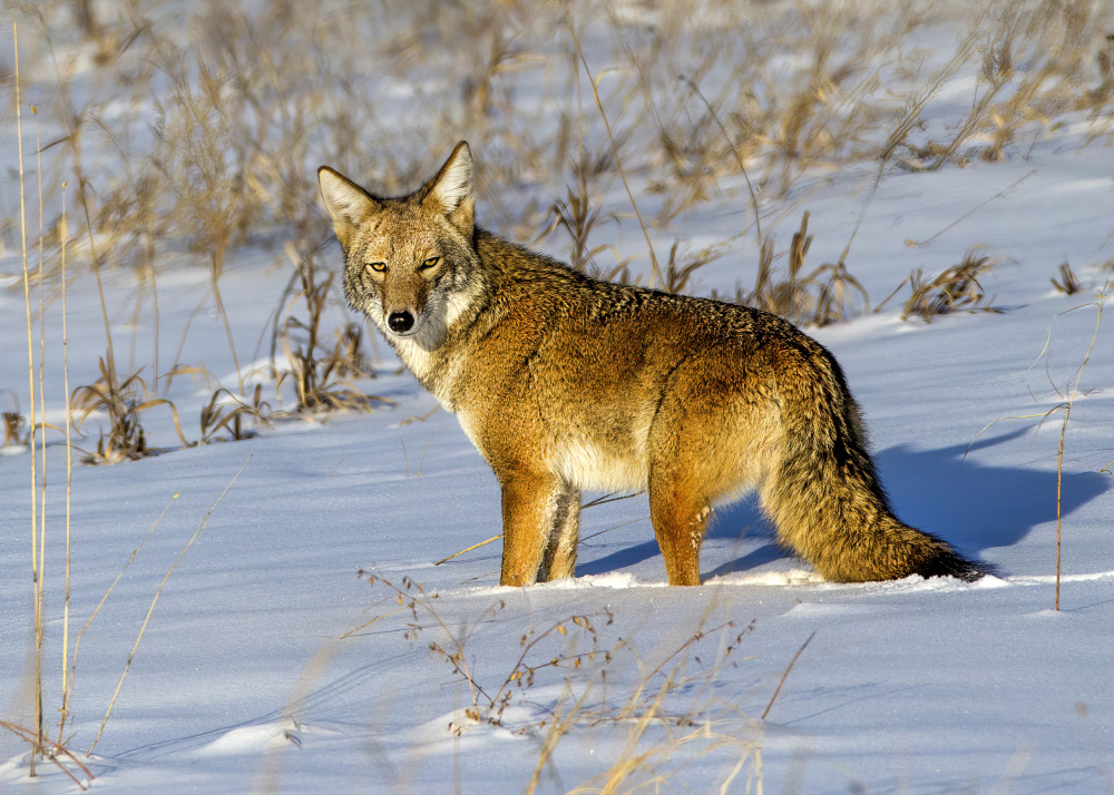 Wild Winter Coyote by verdon — canvas wall art