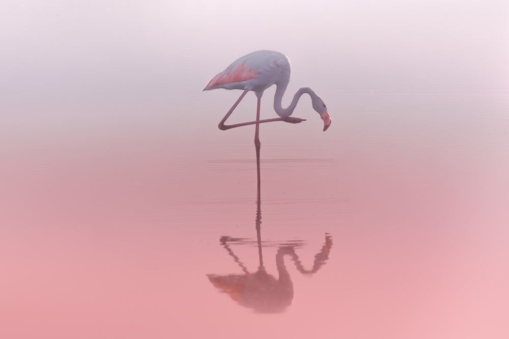 Pink Flamingo Reflection by Natalia Rublina — canvas wall art