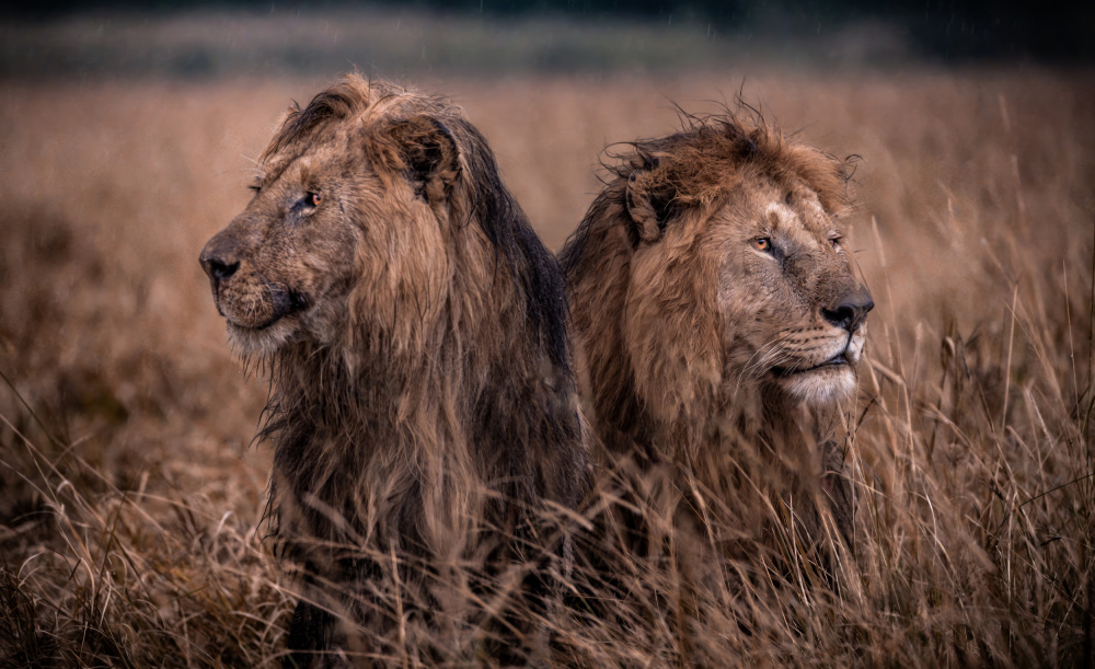 Powerful African Lions by Amro — canvas wall art