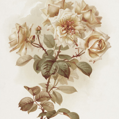 Yellow Roses; Reve D'or Roses