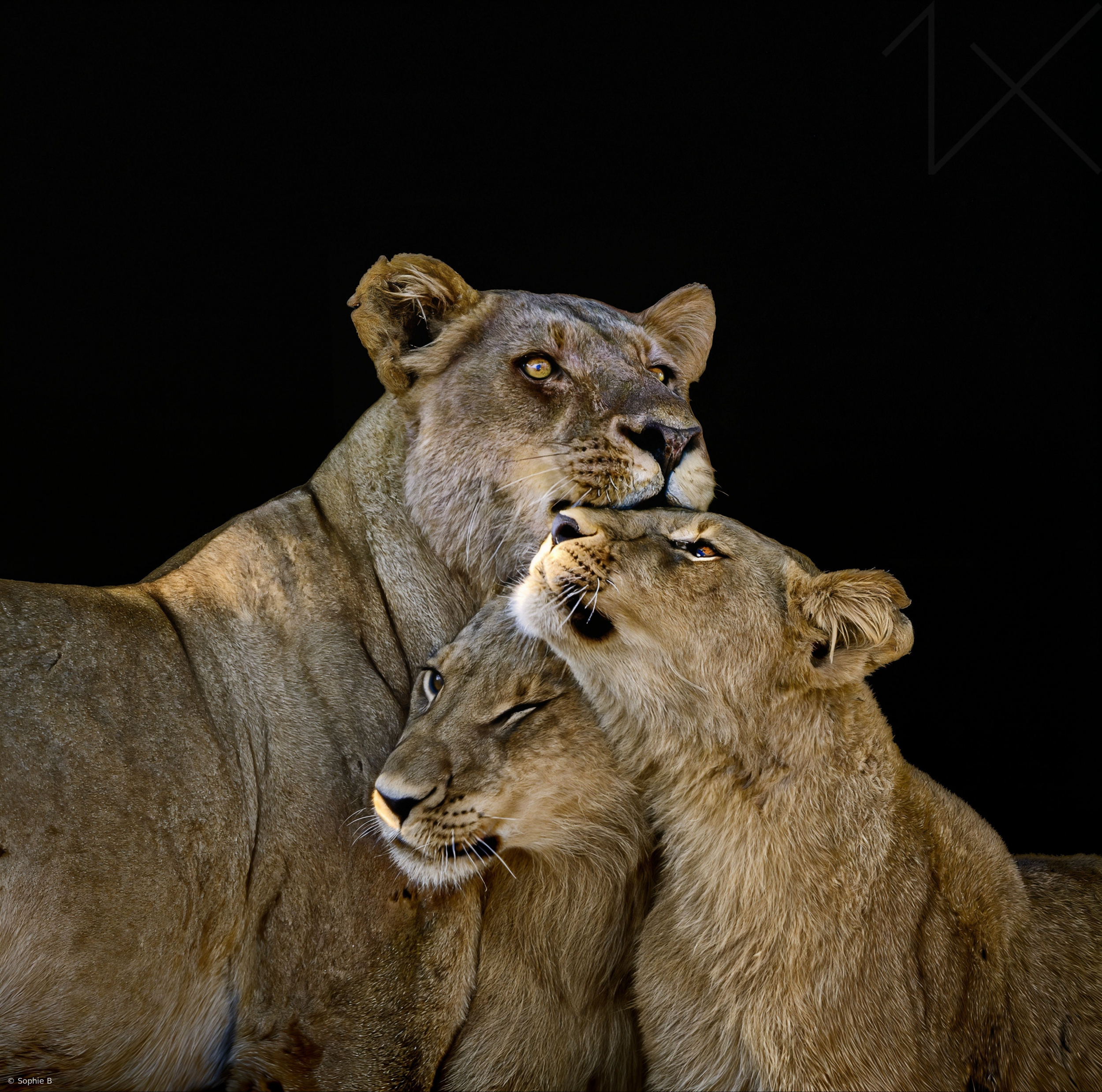 The love between mother and cubs