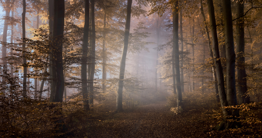Misty Forest Path by Tom Meier — canvas wall art