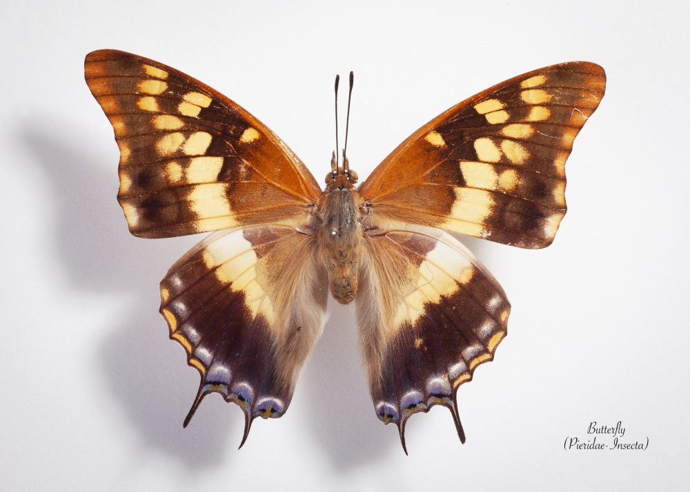 Intricate Butterfly Specimen by Johan Botha "Sabie" — canvas wall art