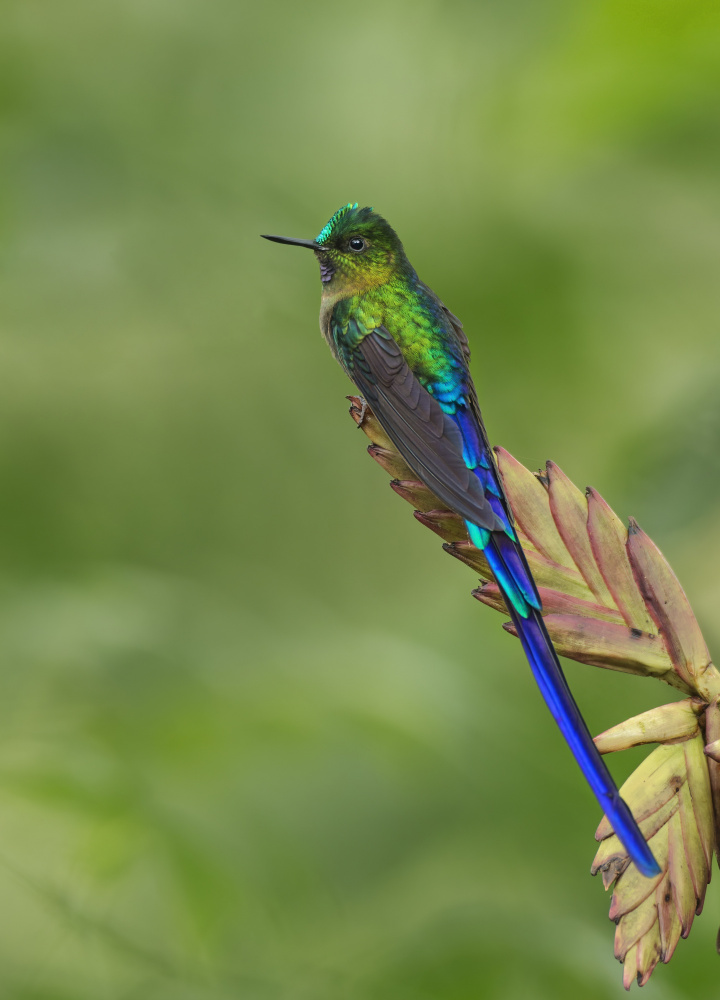 Emerald Green Hummingbird by Amy Marques — canvas wall art